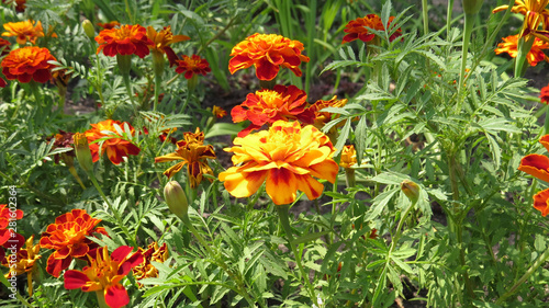 Colourfull tagetes in flowerbed in summer garden