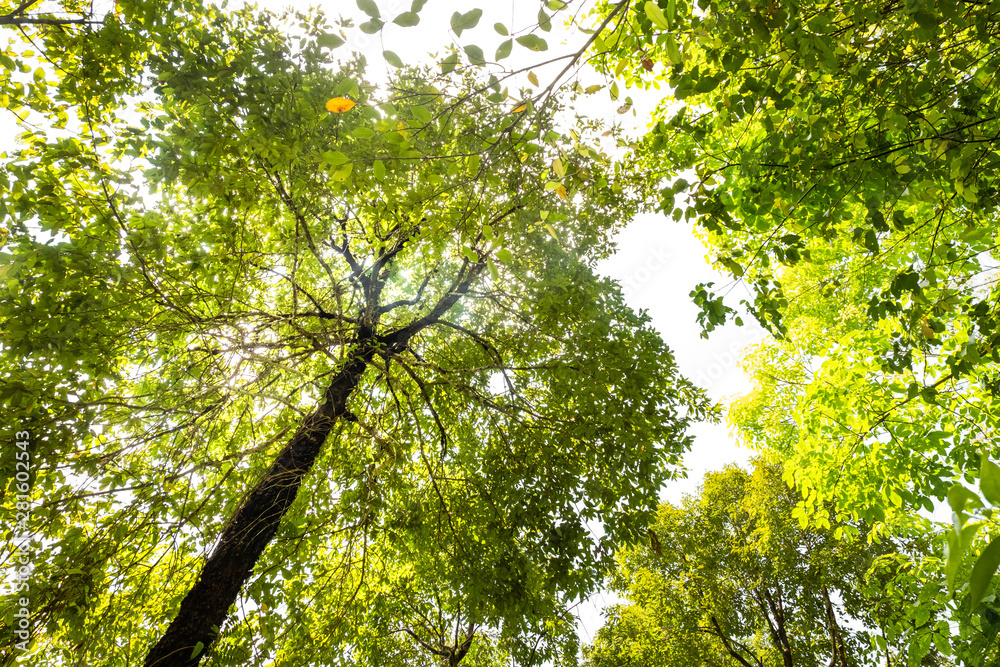 Fototapeta premium ant eye view of Resak Tembaga tree in jungle background.forest and environment concept