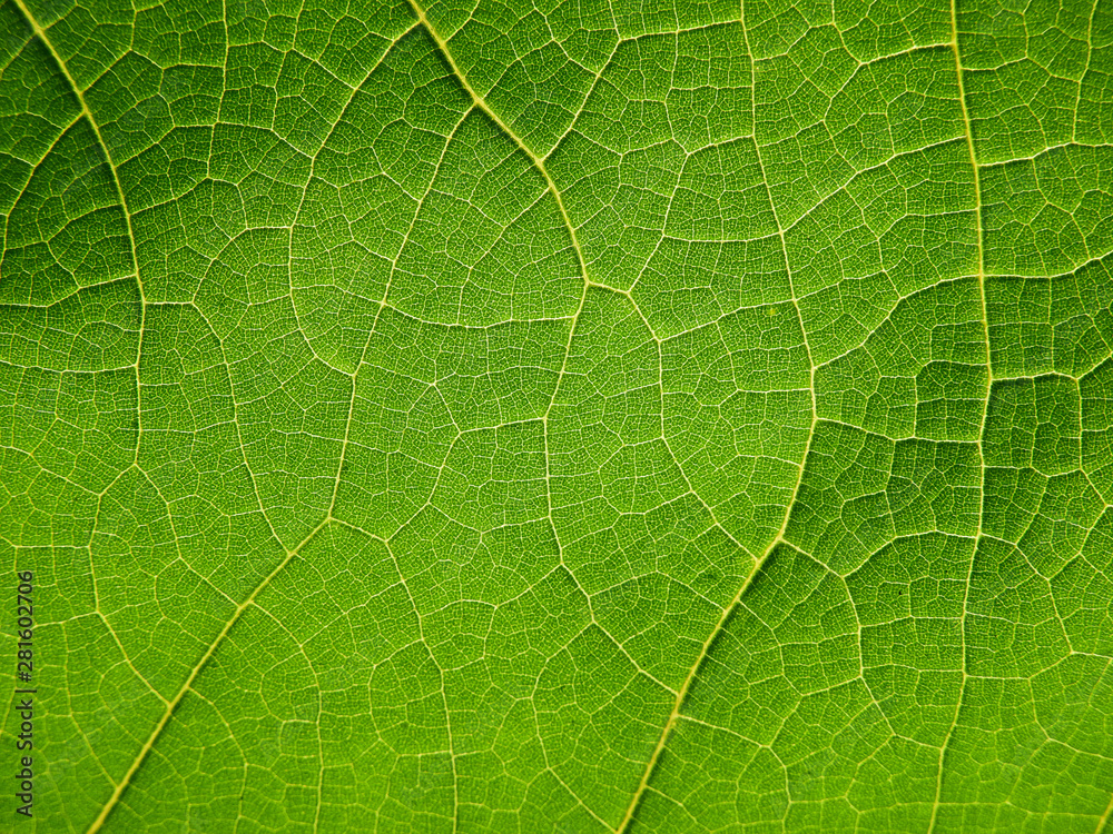 green leaf texture green leaf texture