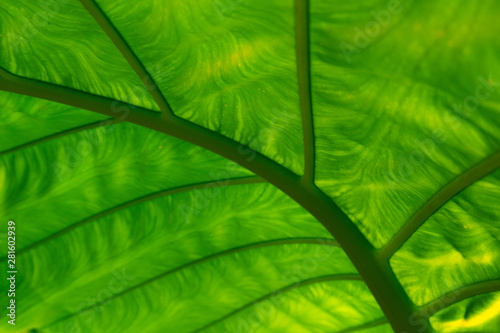 Green Leaf of tropical Giant taro leaf texture