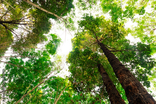 bottom view of Resak Tembaga tree in jungle and lighting of morning.forest and environment concept photo