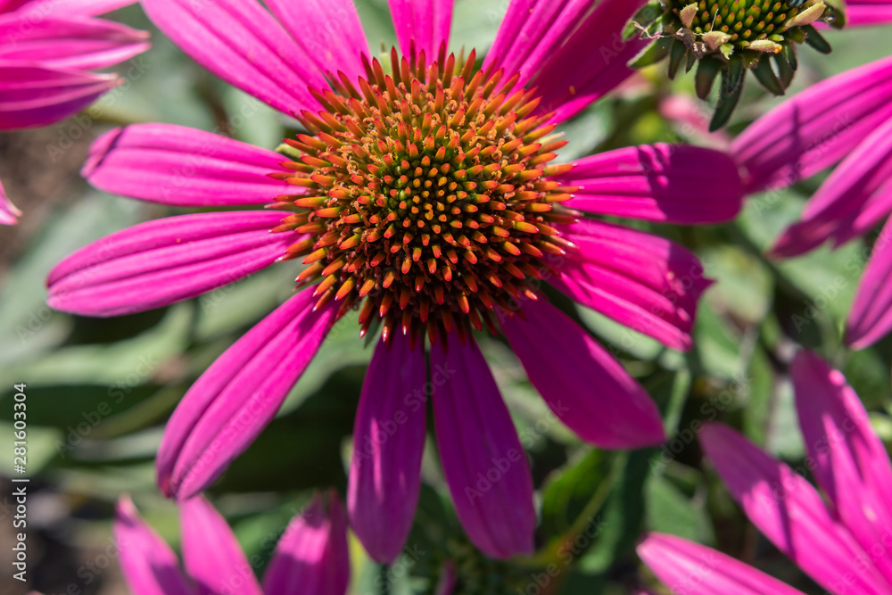 sonnenhut blüte von oben - Echinacea purpurea sonnenhut blüte von oben - Echinacea purpurea