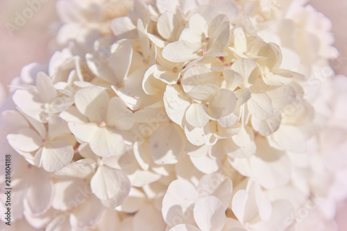 Soft white Hydrangea (Hydrangea macrophylla) or Hortensia flower Shallow depth of field for soft dreamy feel. © IKvyatkovskaya
