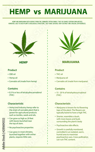 Hemp vs Marijuana vertical infographic illustration about cannabis as herbal alternative medicine and chemical therapy, healthcare and medical science vector.