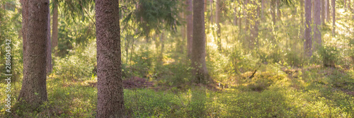 Summer forest in Finland