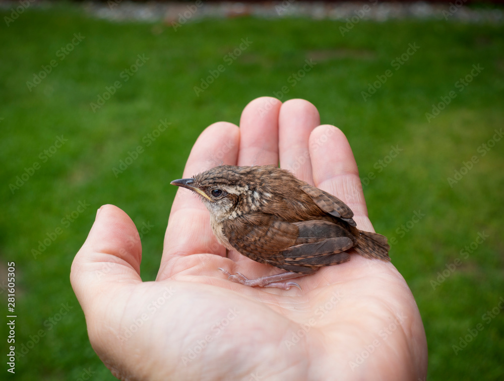 Baby House Wren in the Palm of a Hand фотография Stock | Adobe Stock