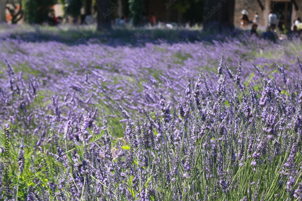 Naklejka premium Lavender field in France