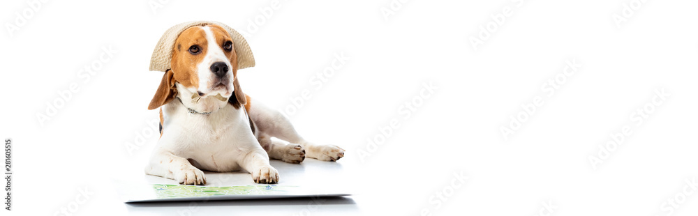 Panoramic shot of beagle dog in hat lying near map on white