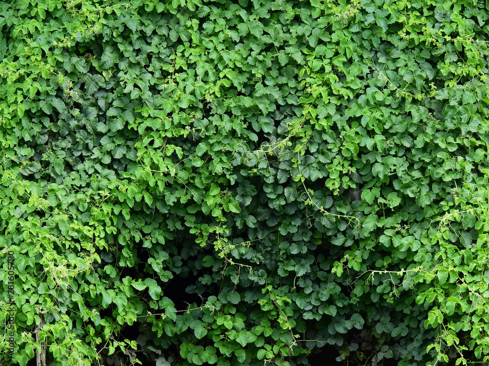 green ivy plant green ivy plant