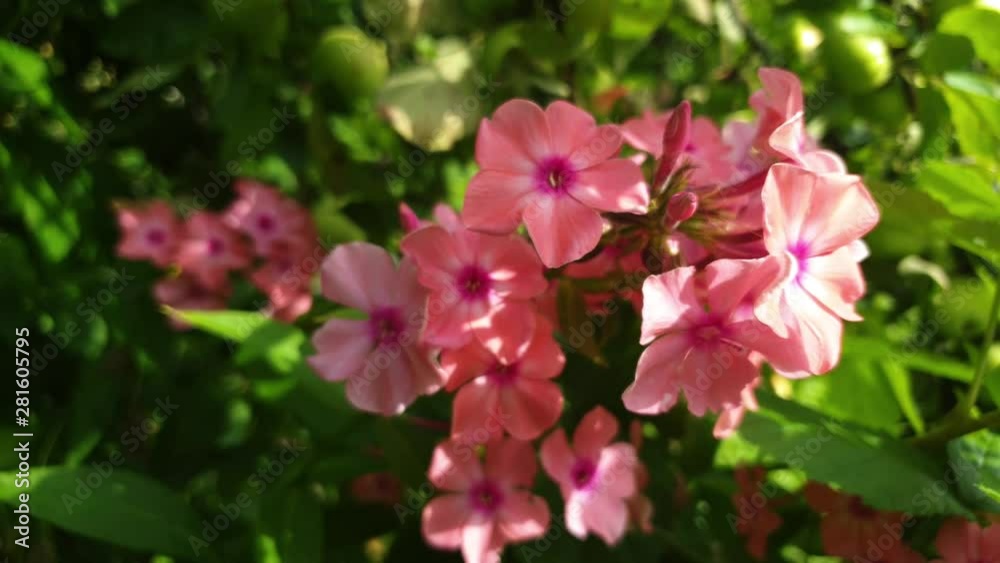 Bush with pink flowers. Pink flowers. Summer pink flowers. Bush with pink flowers. Pink flowers. Summer pink flowers.