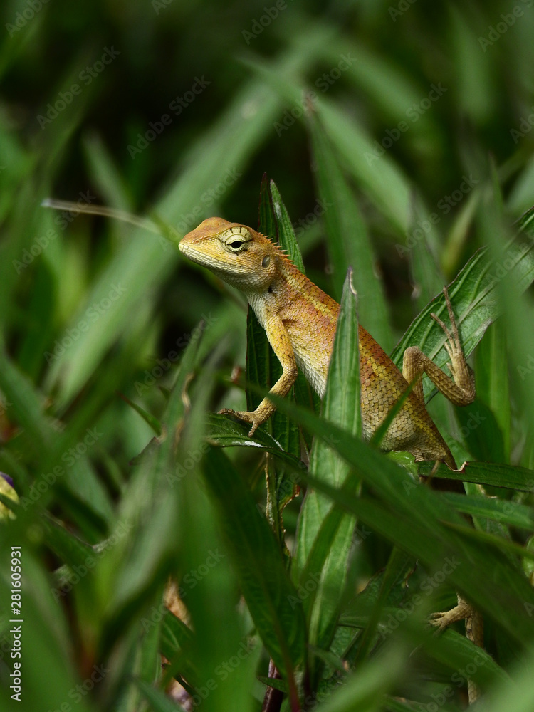 Naklejka premium brown chameleon on tree in the garden at Thailand