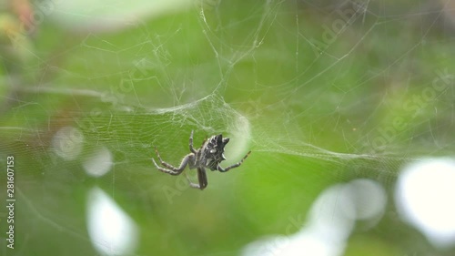 Spider on the spider web in 4K in slow motion 60fps photo