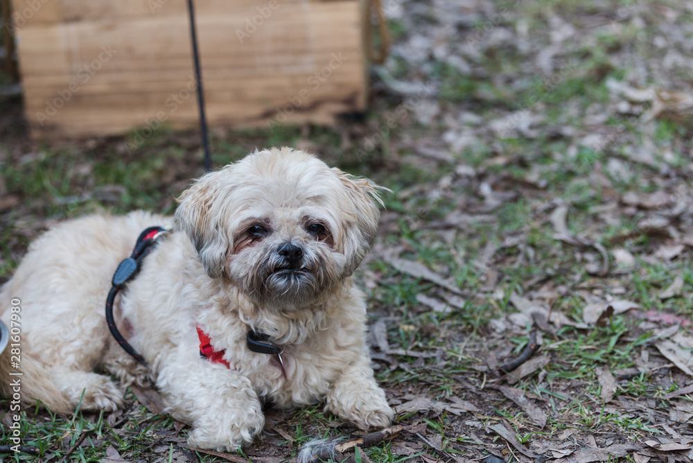 dog in park on a lead or leash