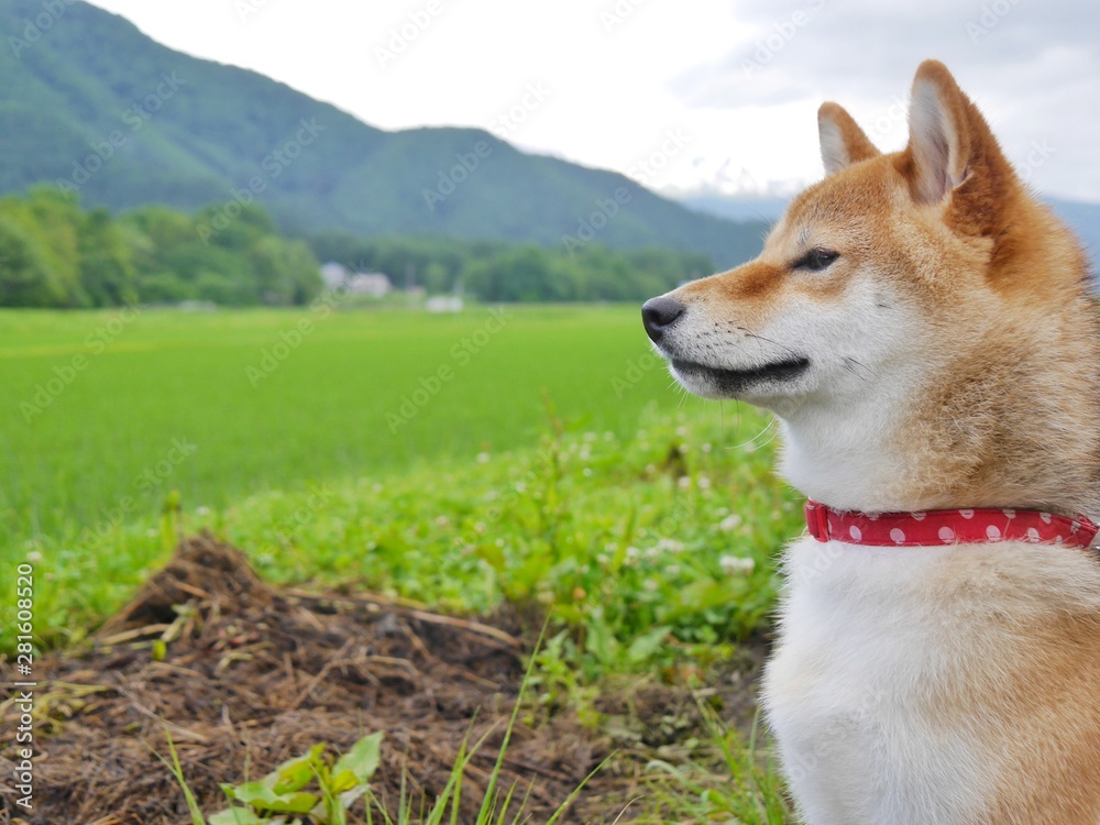 dog on grass