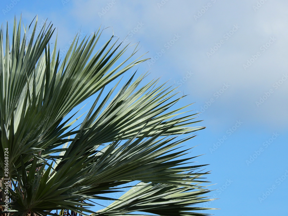 green palm leaf with blue sky background green palm leaf with blue sky background
