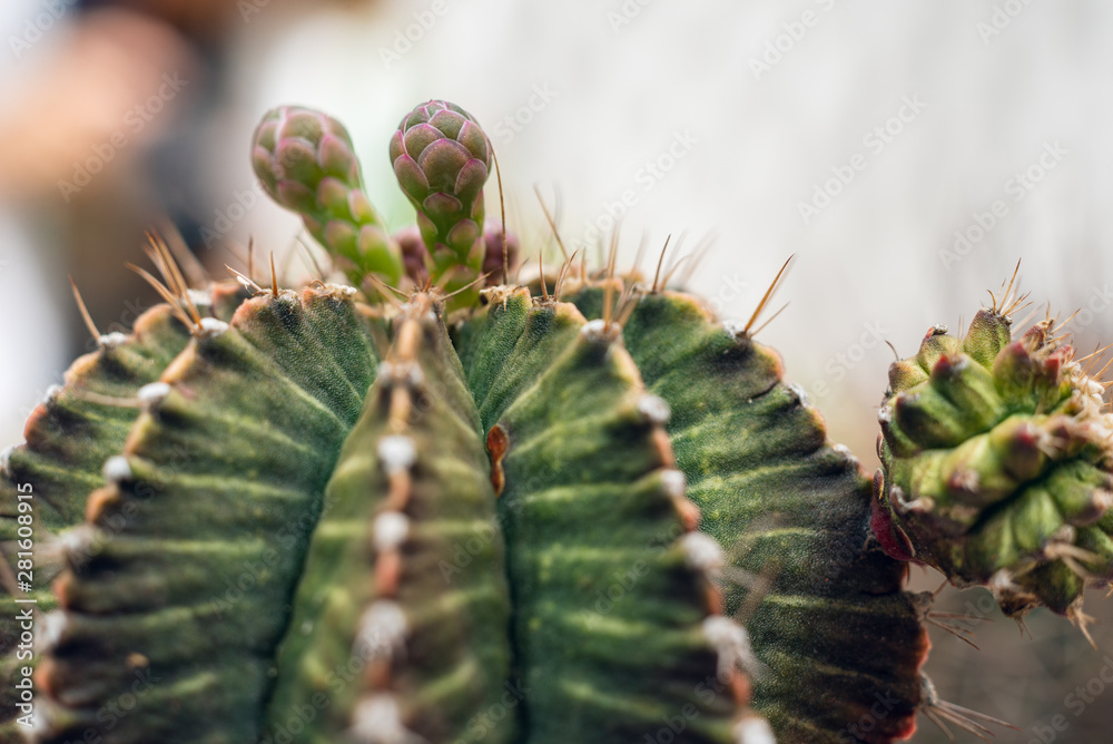 Naklejka premium cactus plant