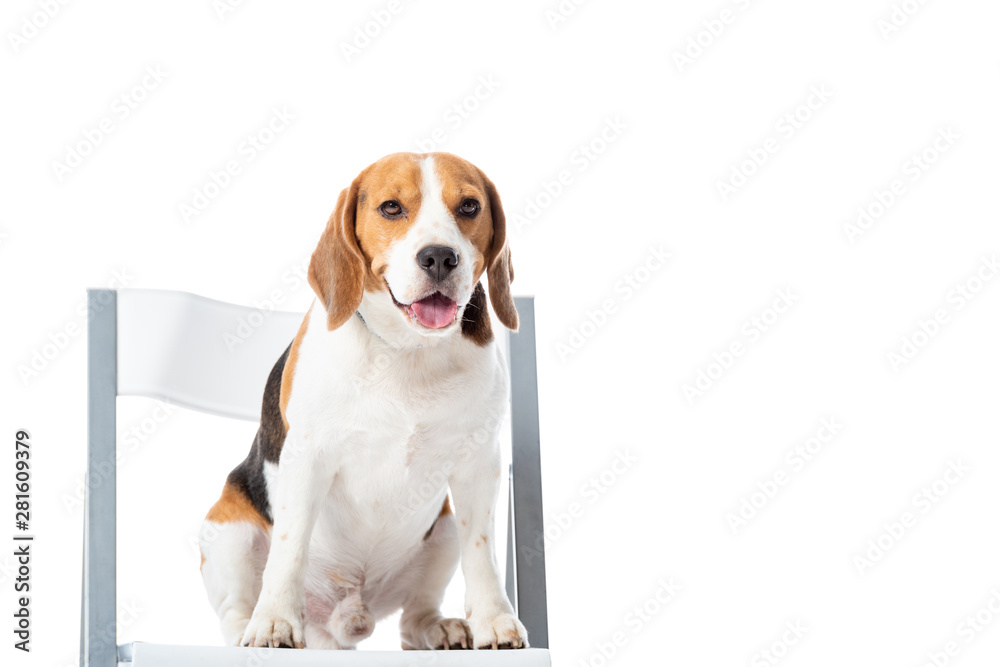 cute beagle dog sitting on chair and looking at camera isolated on white