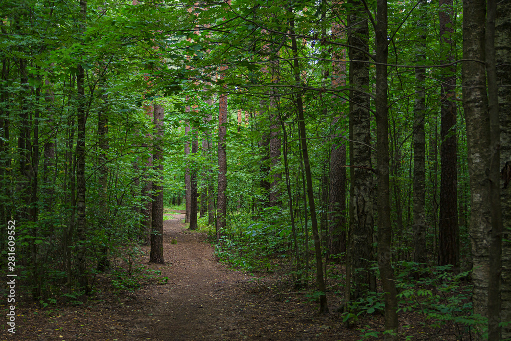 Obraz premium Trail in the deep forest. It's getting dark.