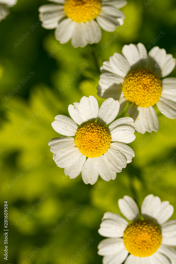 Obraz premium Chamomile in the sun. Summer evening.