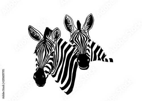 Graphical portraits of  two zebras  isolated on white background vector illustration sketch