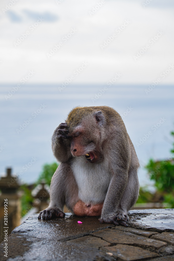 Fototapeta premium Frustrated Monkey in Bali