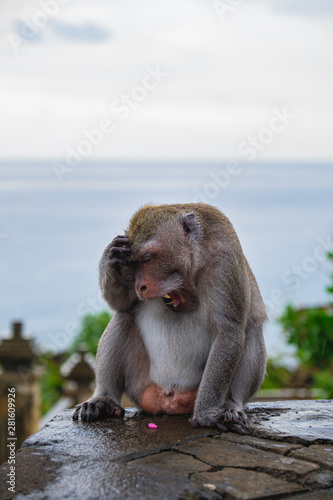 Frustrated Monkey in Bali © Tung