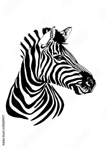Graphical portrait of  zebra  isolated on white background vector illustration sketch