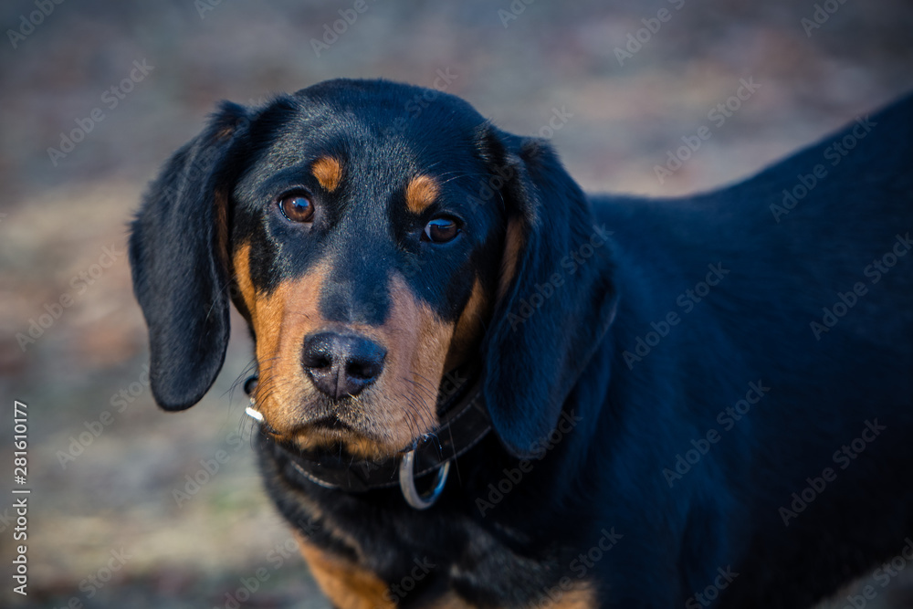 Rottweiler puppy watching in the camera