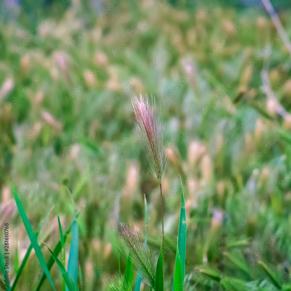 Square frame Close up view of vivid green grasses growing abundantly in the wilderness Square frame Close up view of vivid green grasses growing abundantly in the wilderness