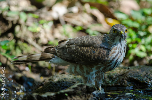 Besra Sparrowhawk (Accipiter virgatus fuscipectus) photo