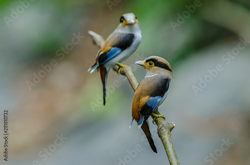 colorful bird Silver-breasted broadbil photo