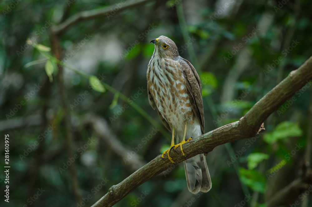 Besra Sparrowhawk (Accipiter virgatus fuscipectus) Besra Sparrowhawk (Accipiter virgatus fuscipectus)