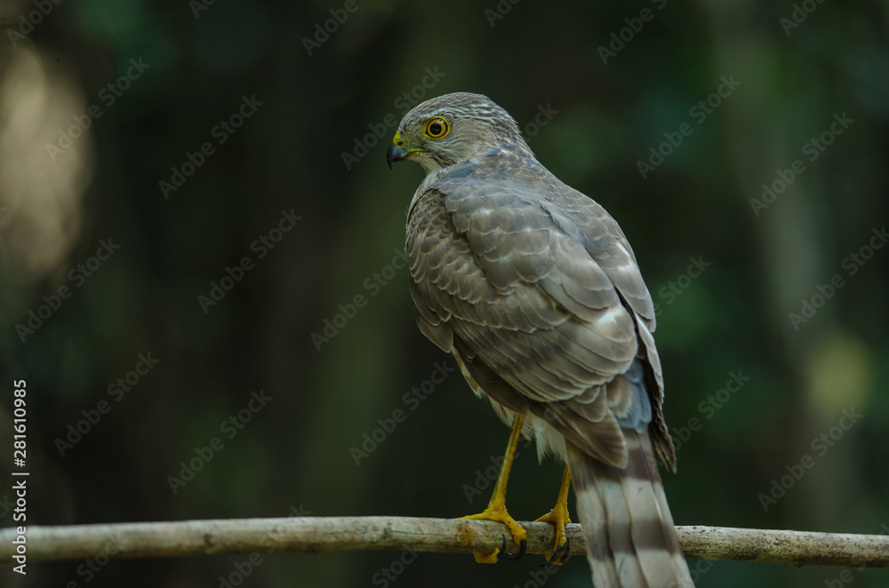 Besra Sparrowhawk (Accipiter virgatus fuscipectus) Besra Sparrowhawk (Accipiter virgatus fuscipectus)