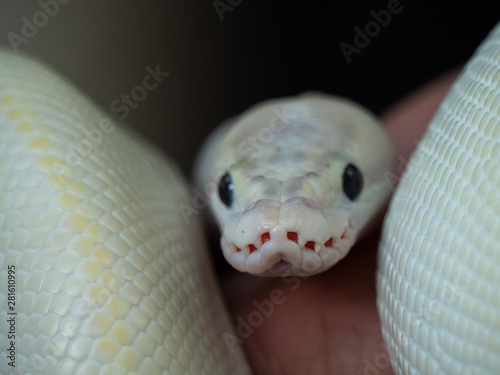 Blue Eyed Leucistic White Ball Python