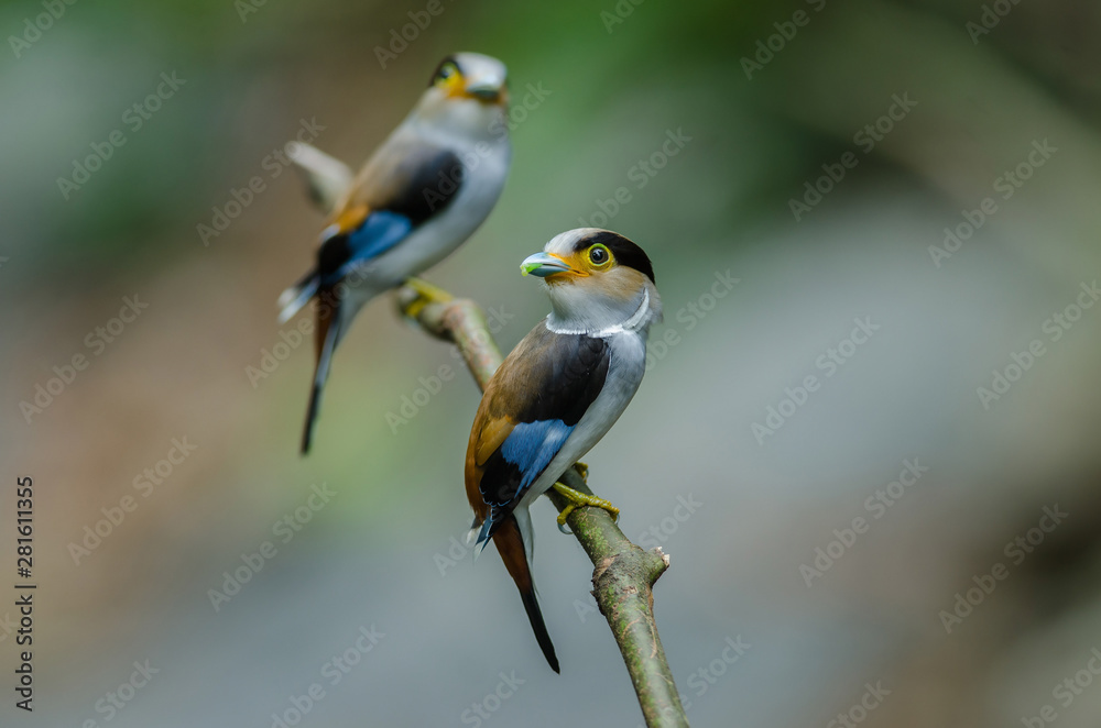 colorful bird Silver-breasted broadbil colorful bird Silver-breasted broadbil
