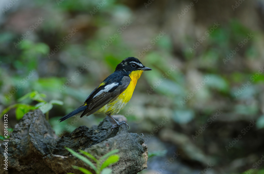 Male Yellow-rumped flycatcher (Ficedula zanthopygia) Male Yellow-rumped flycatcher (Ficedula zanthopygia)
