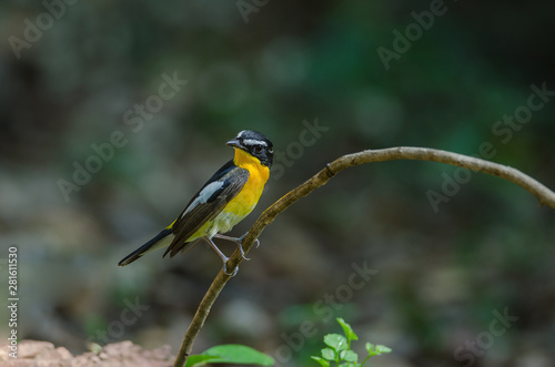 Male Yellow-rumped flycatcher (Ficedula zanthopygia) © forest71
