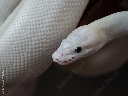 Blue Eyed Leucistic White Ball Python