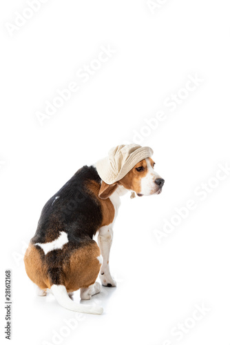 cute beagle dog in explorer hat sitting on white