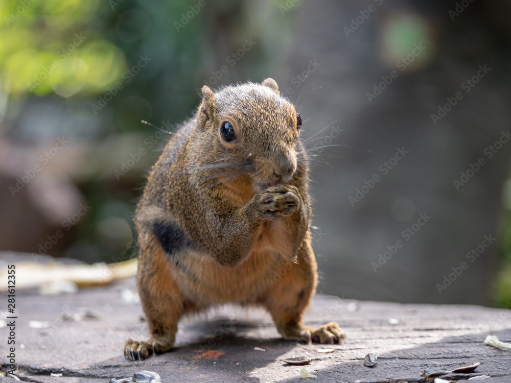 Plantain Squirrel (Callosciurus notatus) foraging for food Plantain Squirrel (Callosciurus notatus) foraging for food