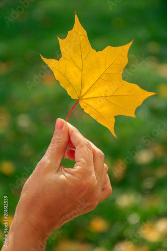 Single autumn maple leaf in female hand.