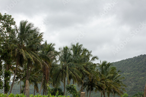 An array of coconut trees  Hasanur  Tamil Nadu  India