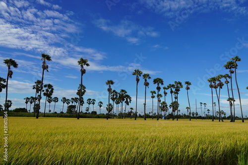 landscape with trees and blue sky