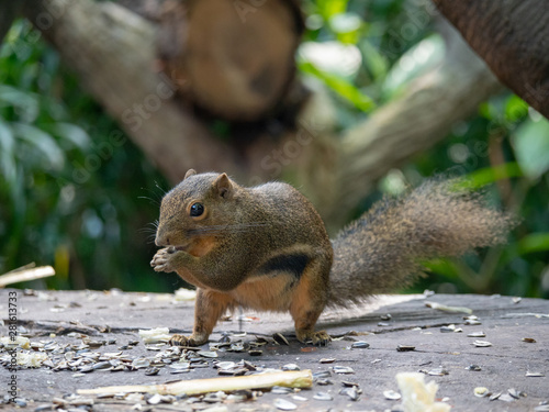 Plantain Squirrel (Callosciurus notatus) foraging for food