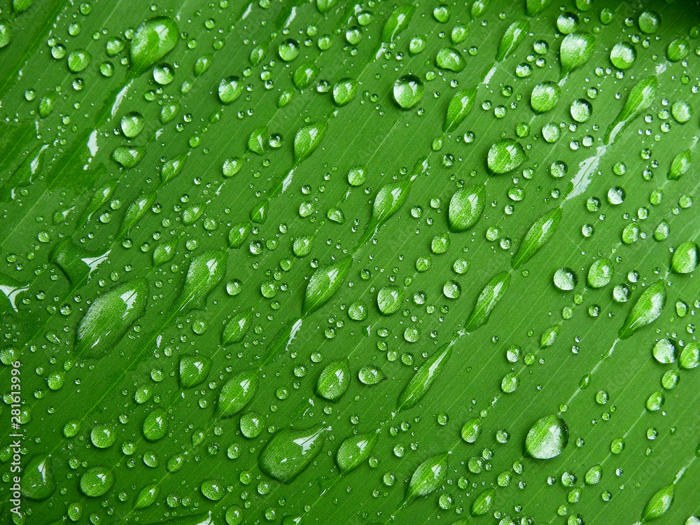 water droplets on banana leaf water droplets on banana leaf
