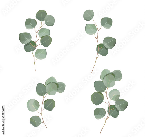 silver dollar eucaliptus leaves set. natural branches, greenery vector illustration