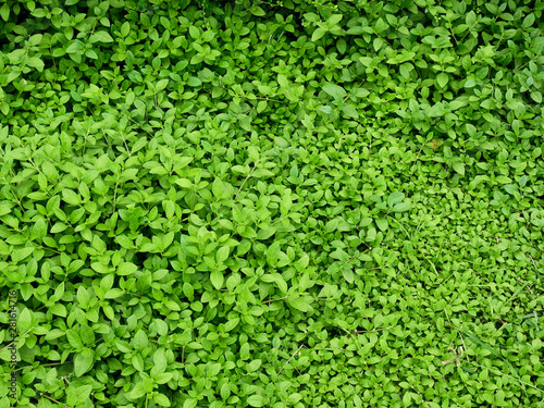 green leaf plant texture
