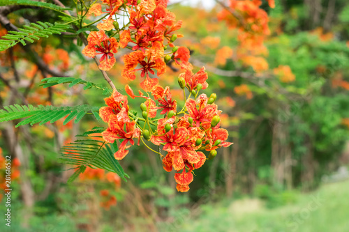 Blossom Royal Poinciana or Flamboyant (Delonix regia) flowers