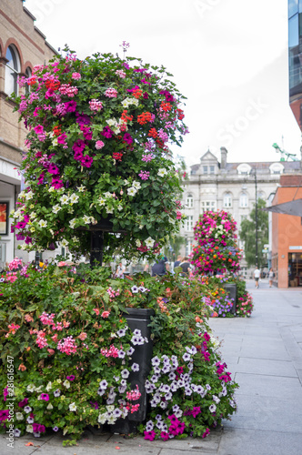 Ornamental Street Flowers - Dublin Ireland