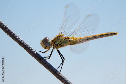 Dragonfly sits on the rope. Photo close up. Krasnodar region. Russia.